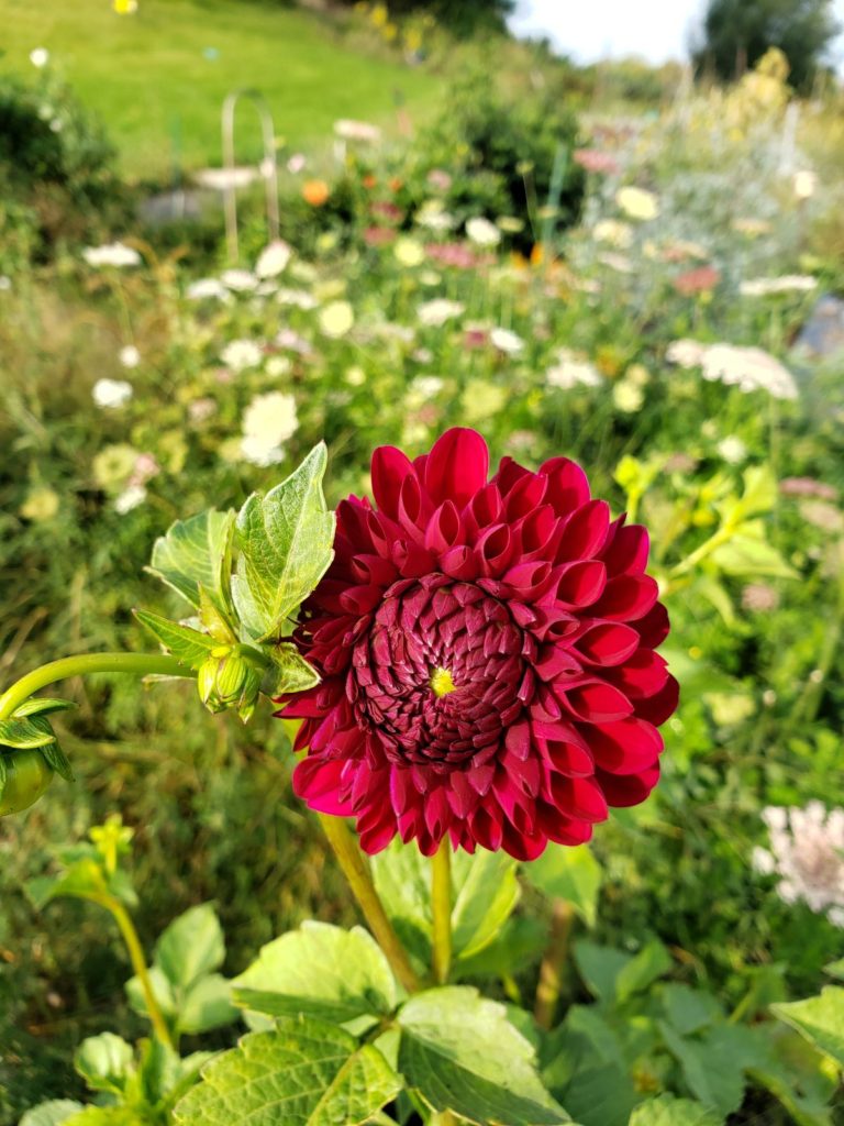 Cornel dahlia blooming