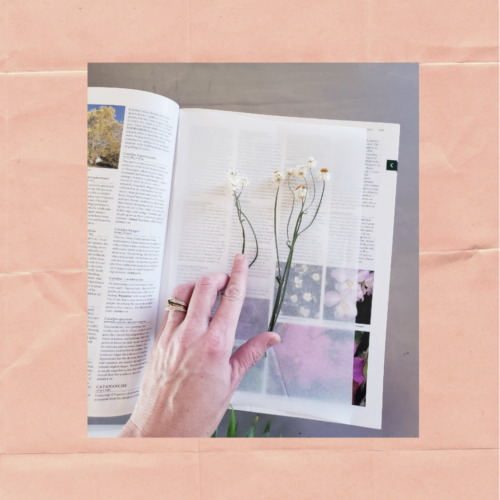 Using a book to press flowers.