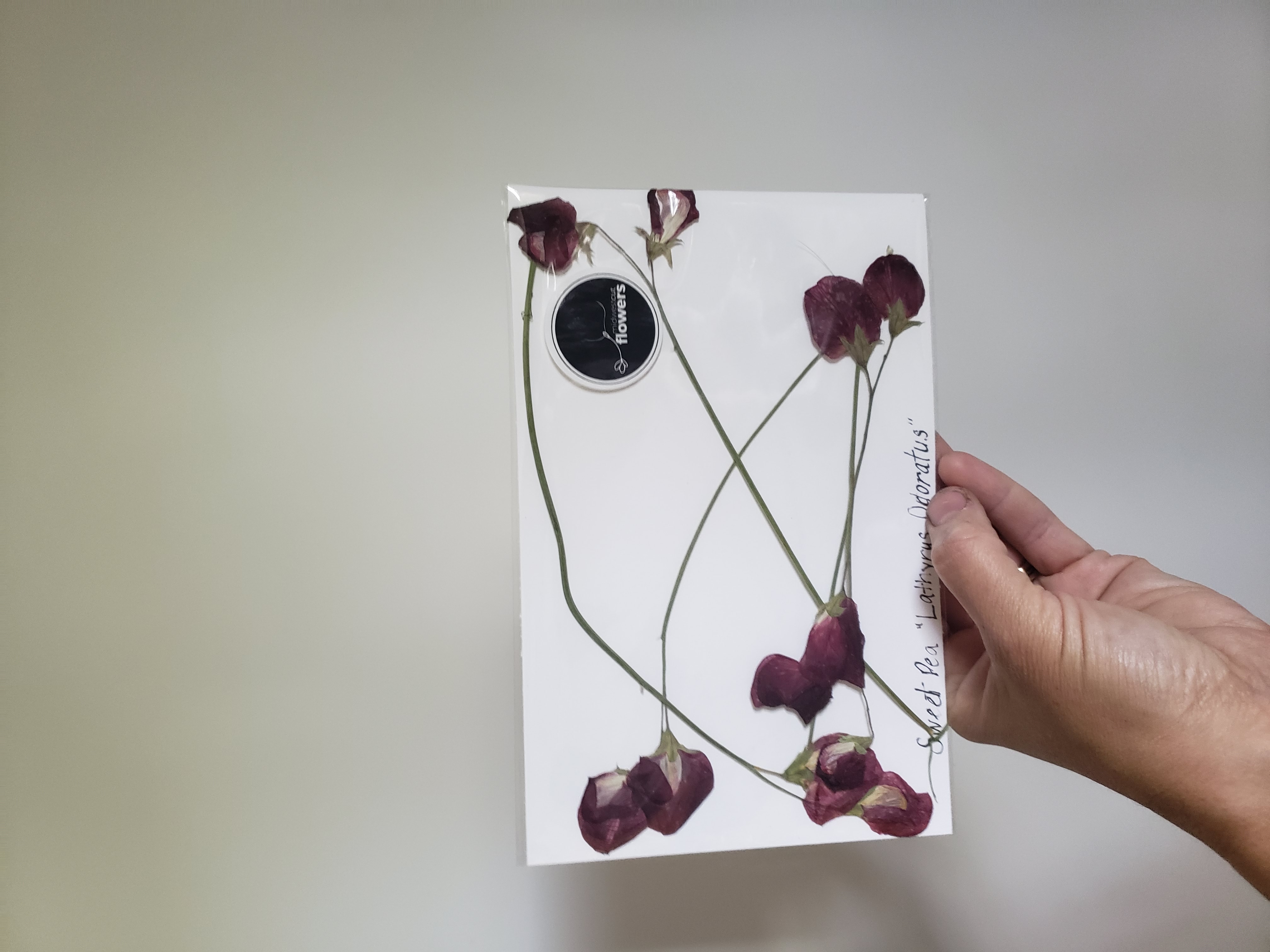 pressed sweet pea flowers