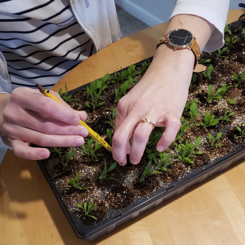 Thinning seedlings