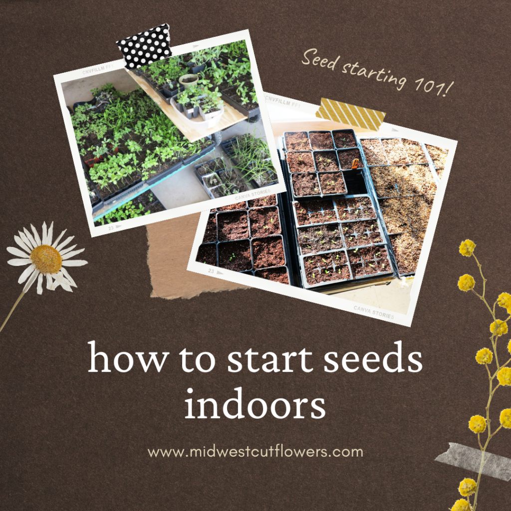 picture of seedlings growing in seed trays