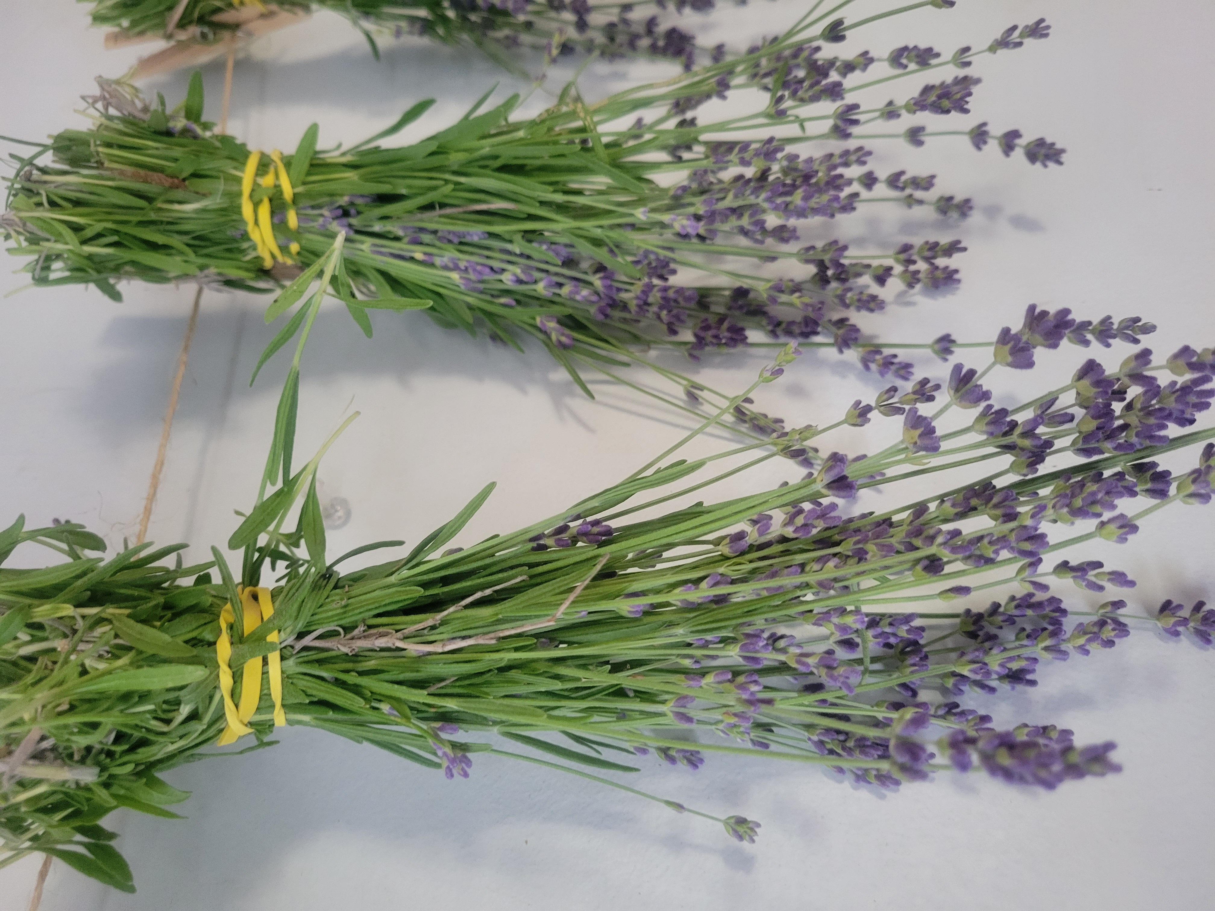 lavender hanging upside down