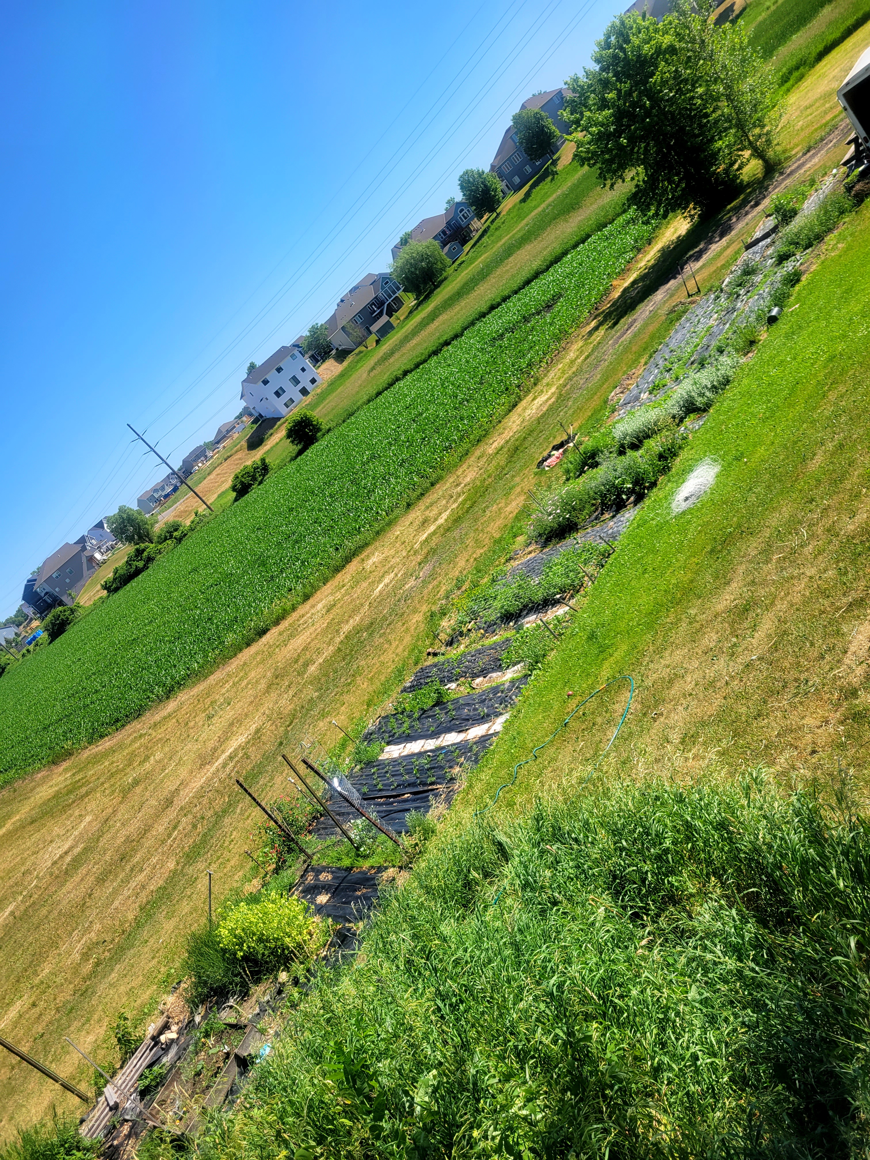 overview shot of a flower field