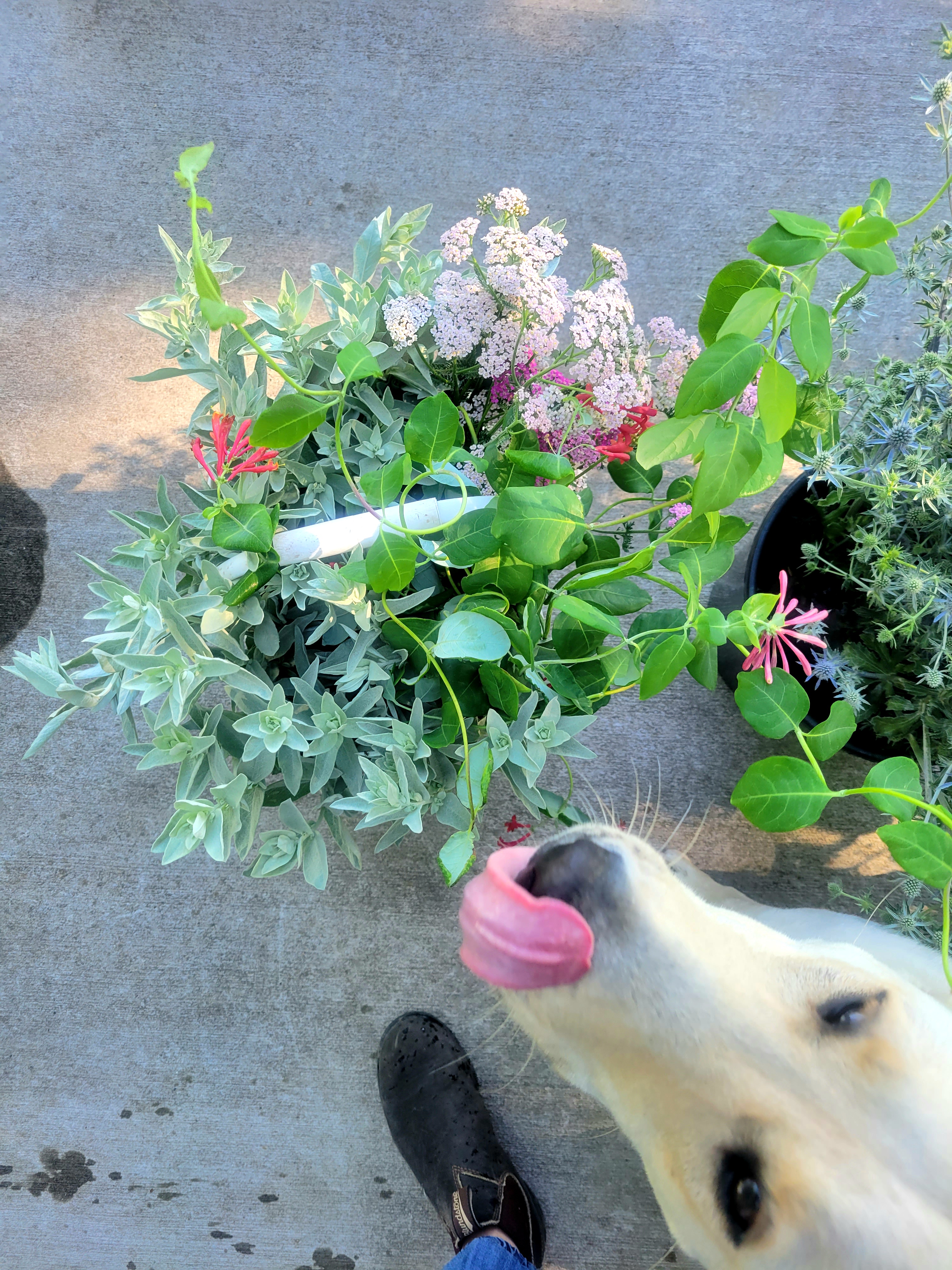 dog with bucket of flowers