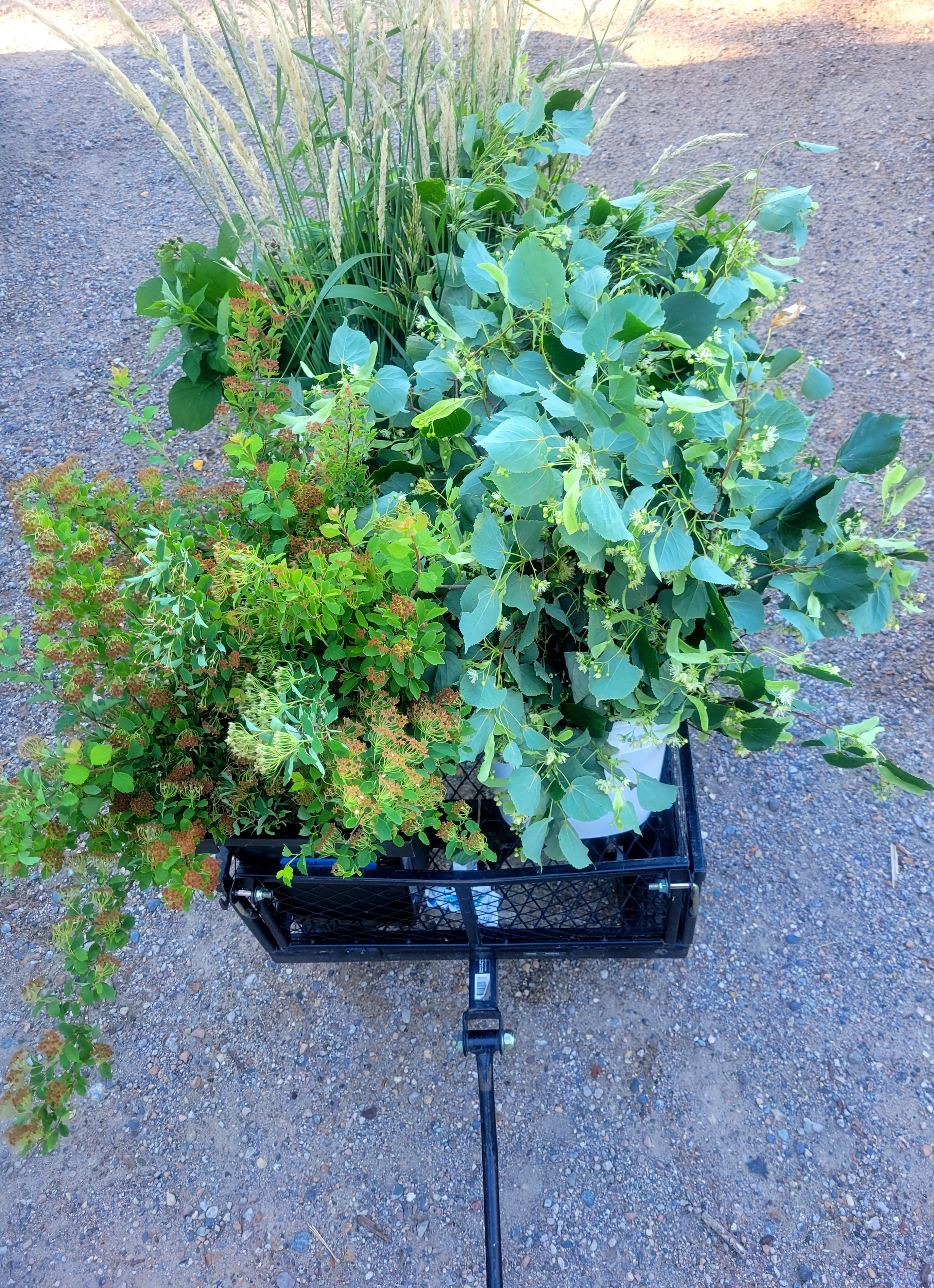 Wagon full of foliage