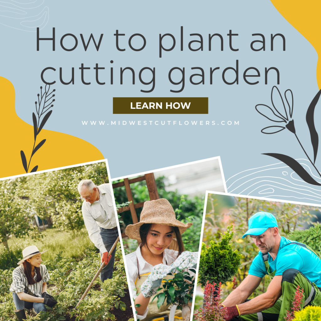 Main photo of planting a cutting garden. Planting a cutting garden.