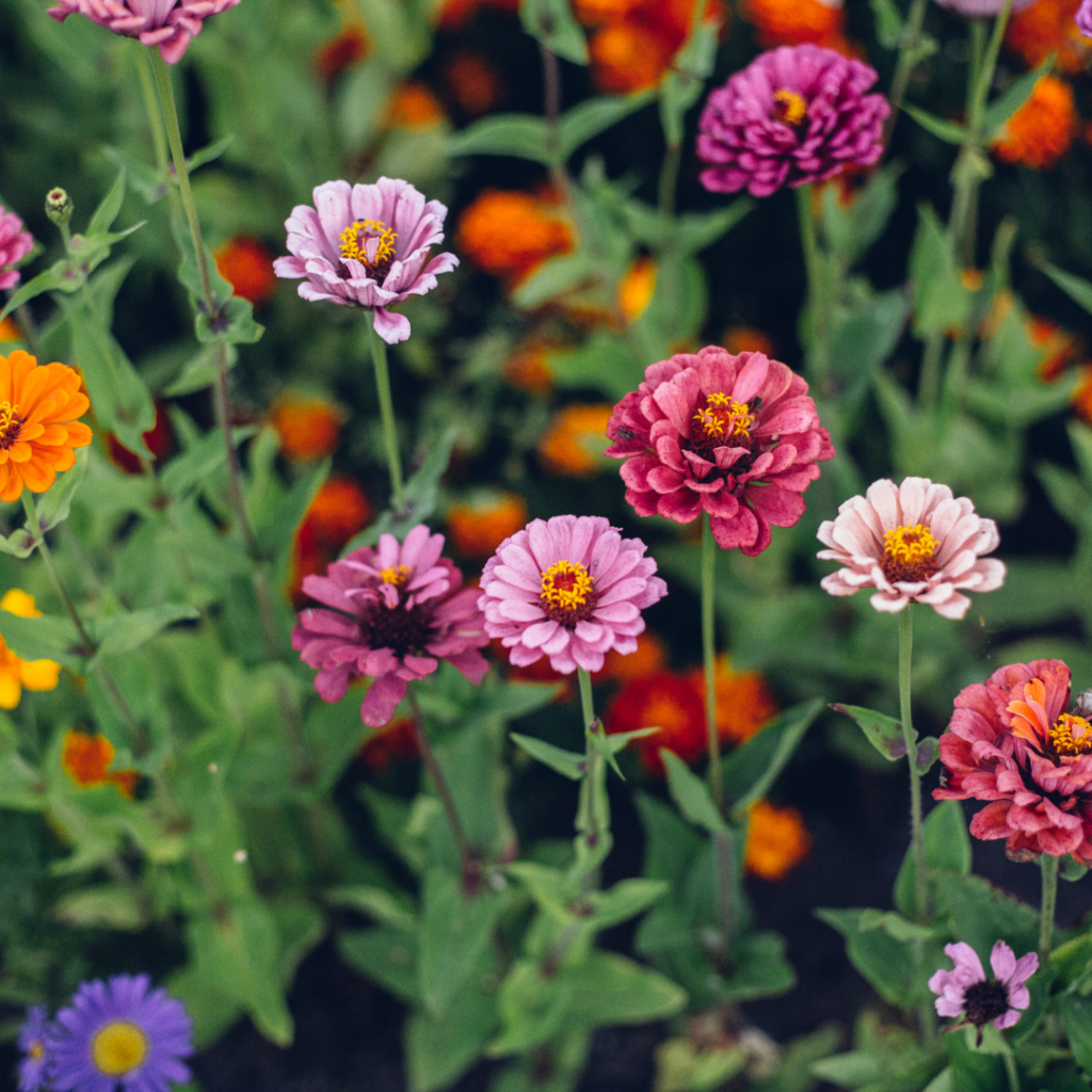 Zinnia photo Up close picture of zinnia's