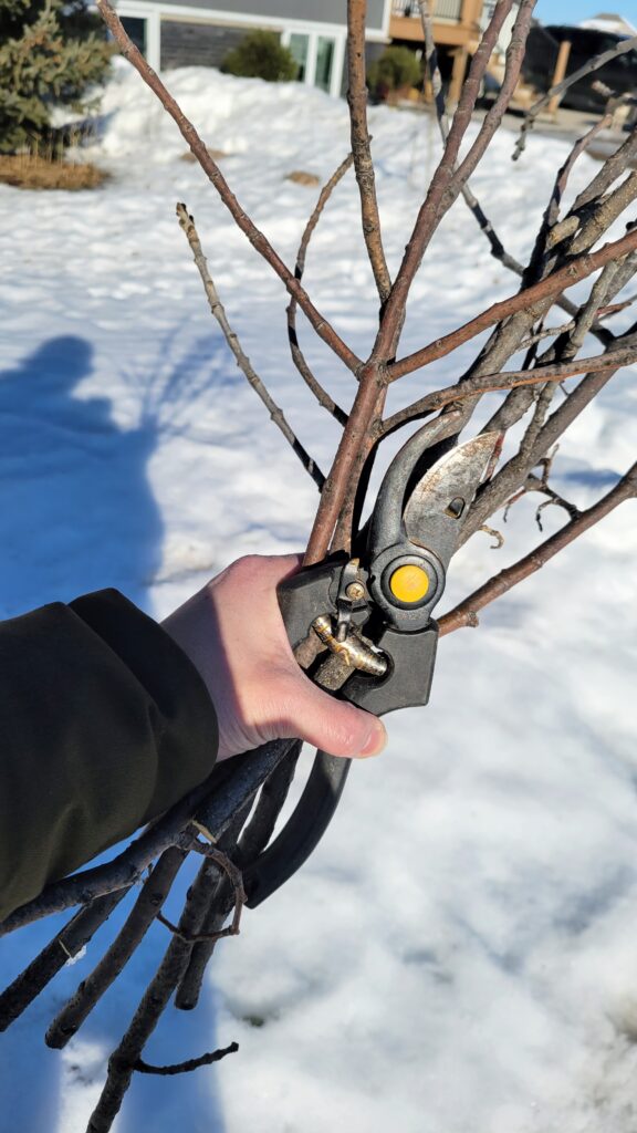 Bundle of cut branches