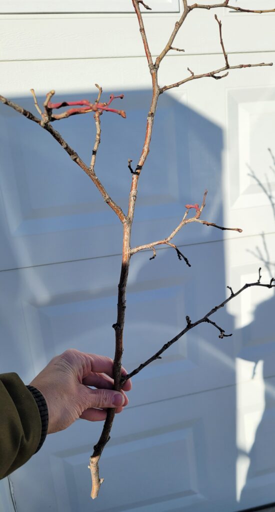 tree branch clipping